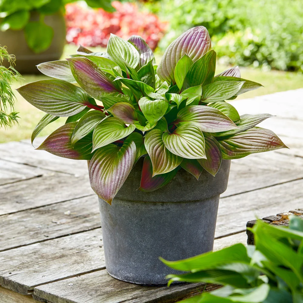 Hosta First Blush