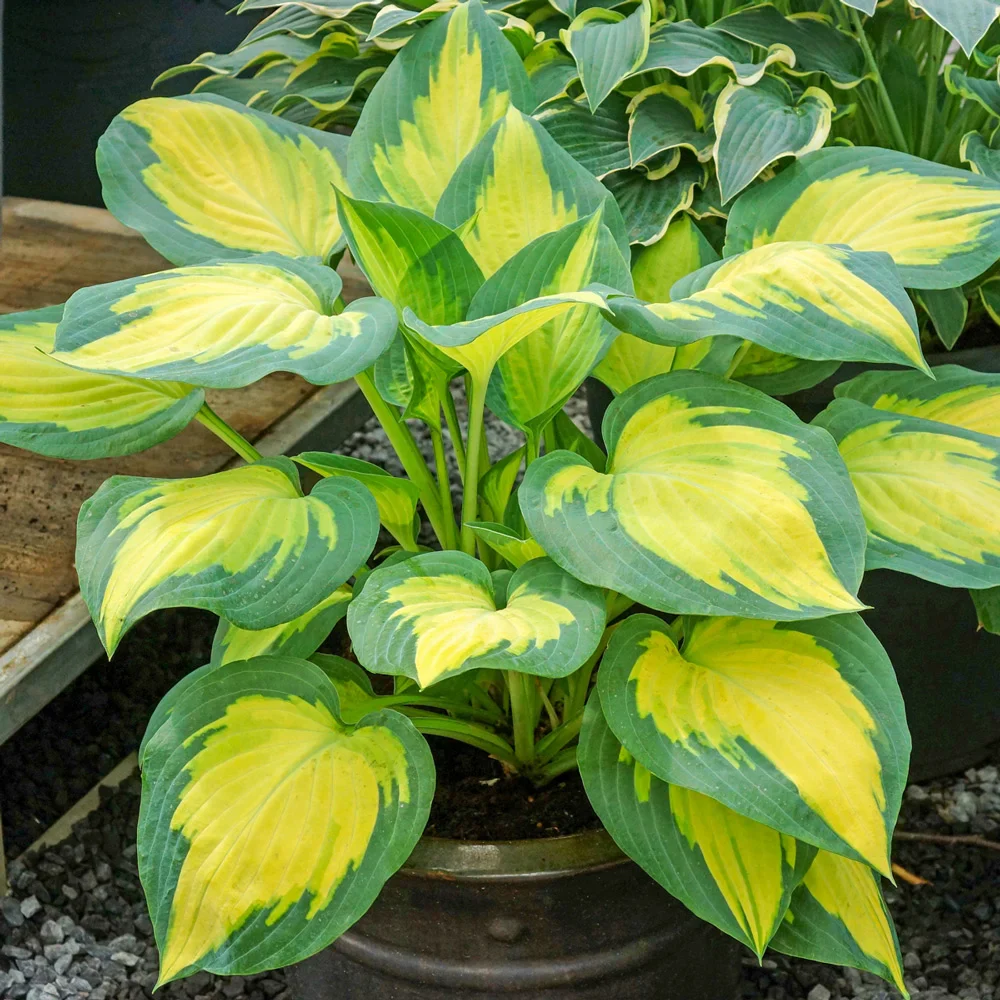 Hosta Forbidden Fruit