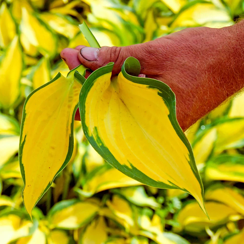 Hosta Forbidden Fruit - Image 2