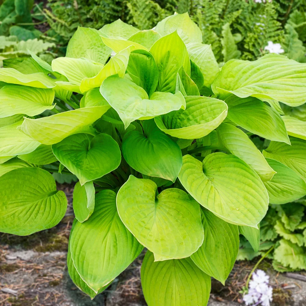 Hosta Ki-Renjyaku