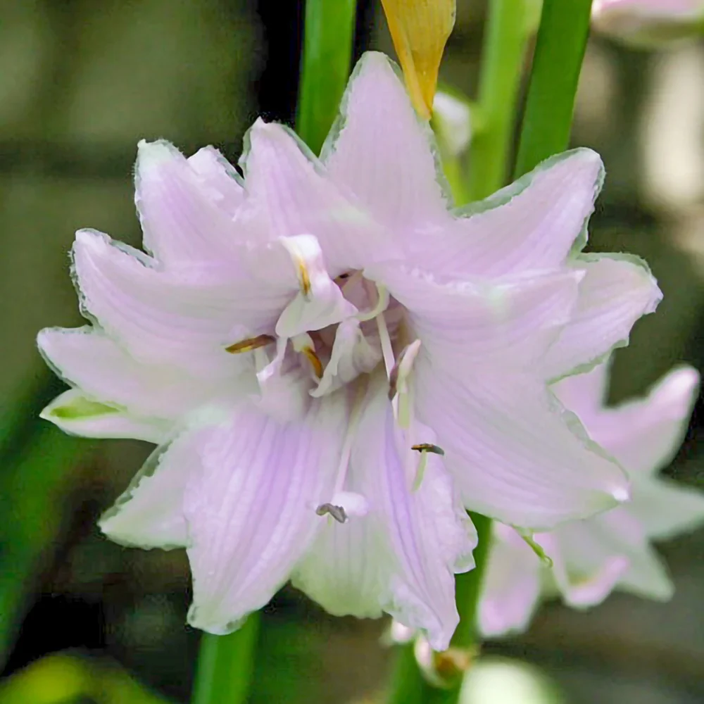 Hosta Ki-Renjyaku - Image 2