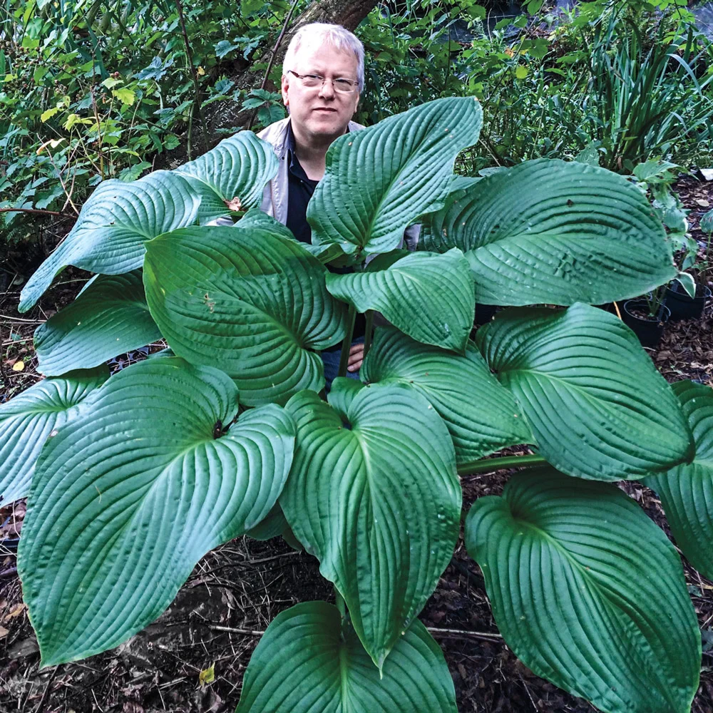 Hosta Kingsize