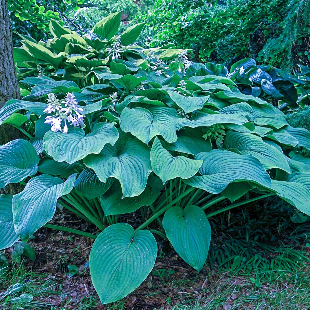 Hosta Kingsize - Image 2