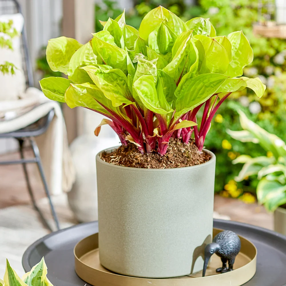 Hosta Lemon Snap