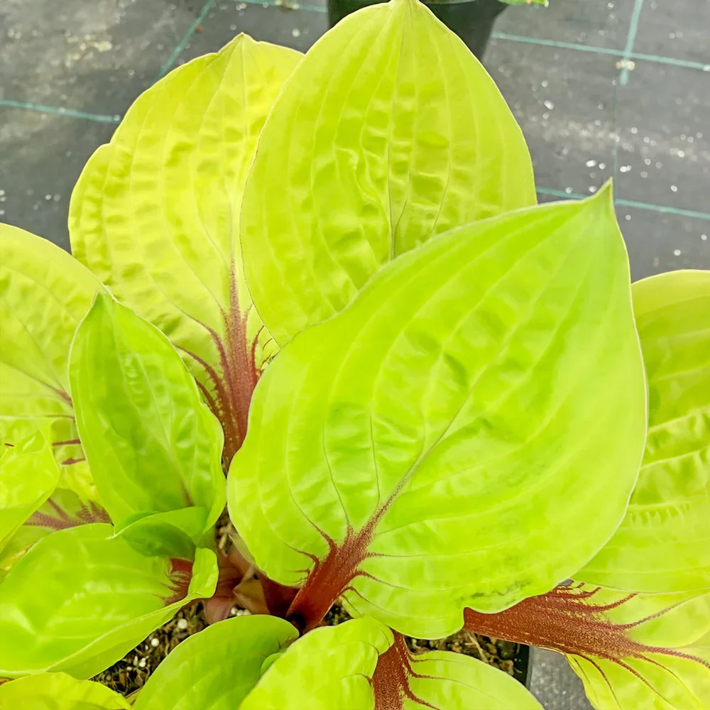 Hosta Lemon Snap - Image 4