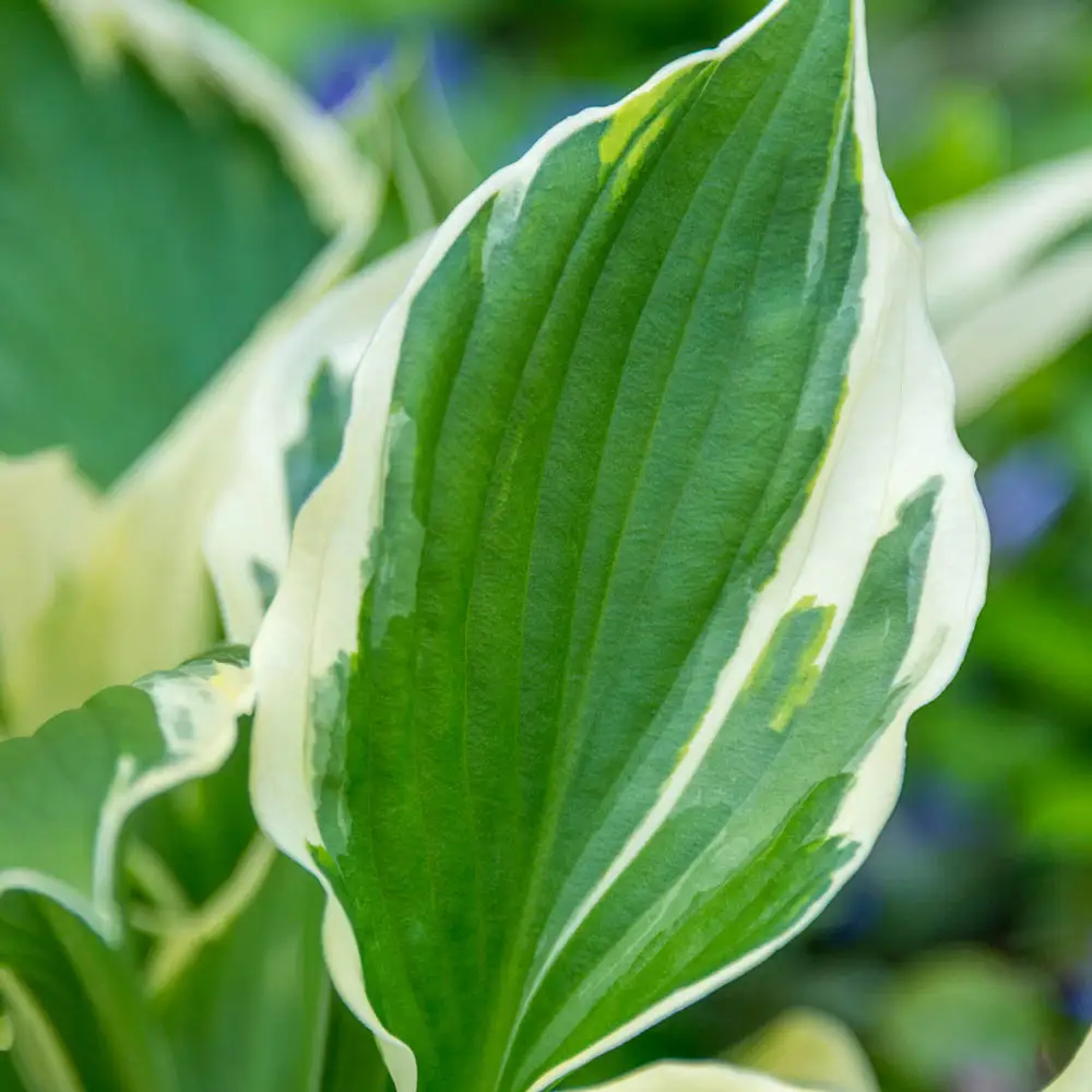 Hosta Minuteman