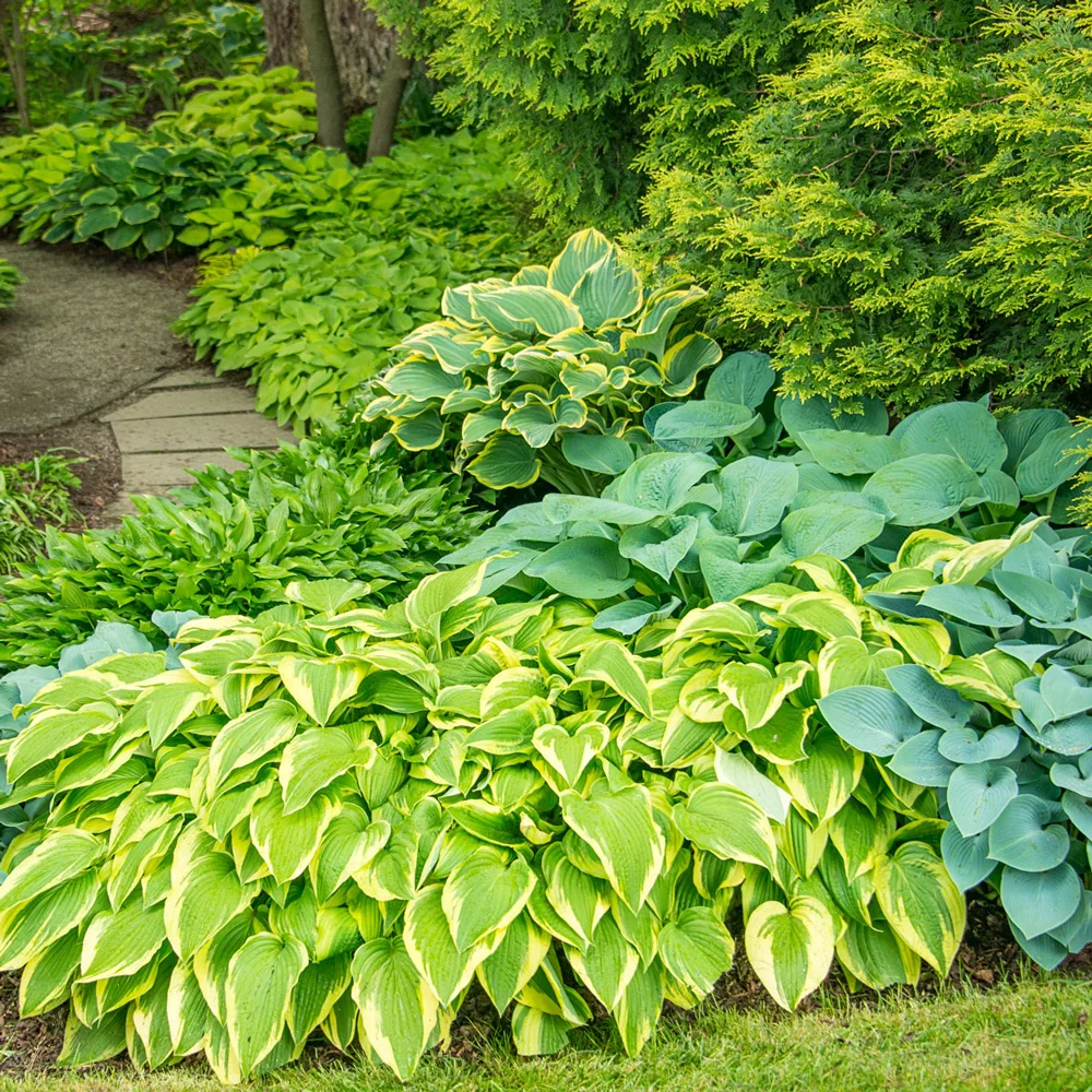 Hosta Mixture - Image 2