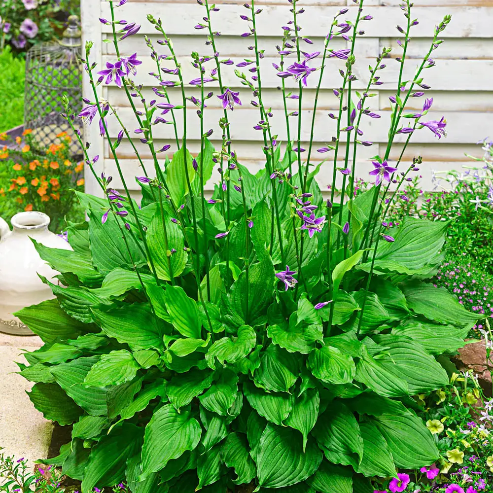 Hosta Purple Sensation