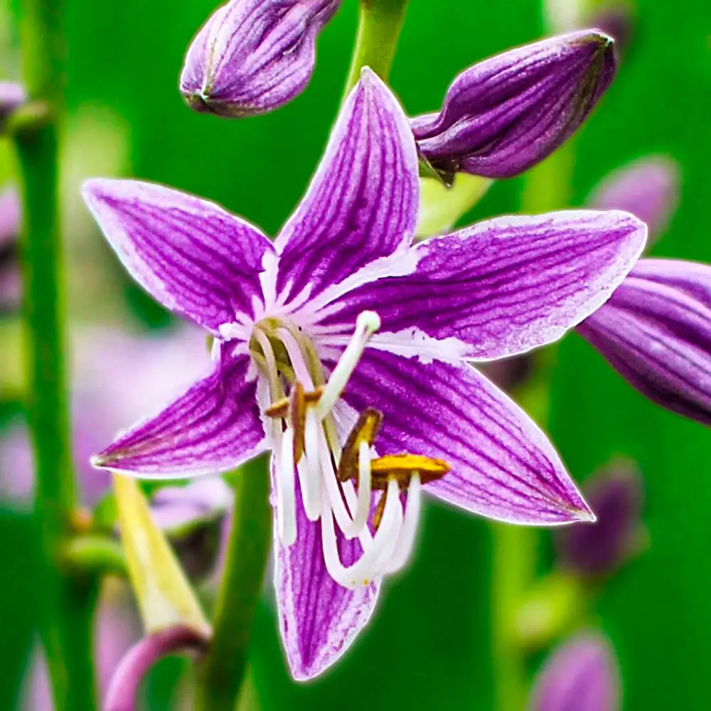 Hosta Purple Sensation - Image 2
