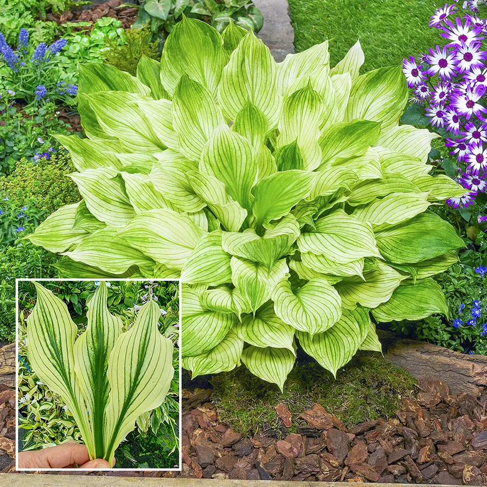 Hosta Zebra Stripes