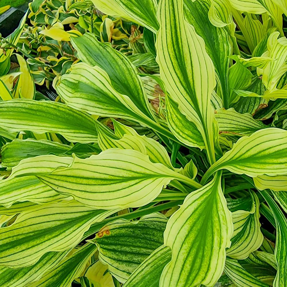 Hosta Zebra Stripes - Image 2