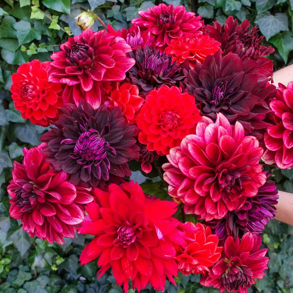 Hot Cha Cha Dahlia Blend - Image 2