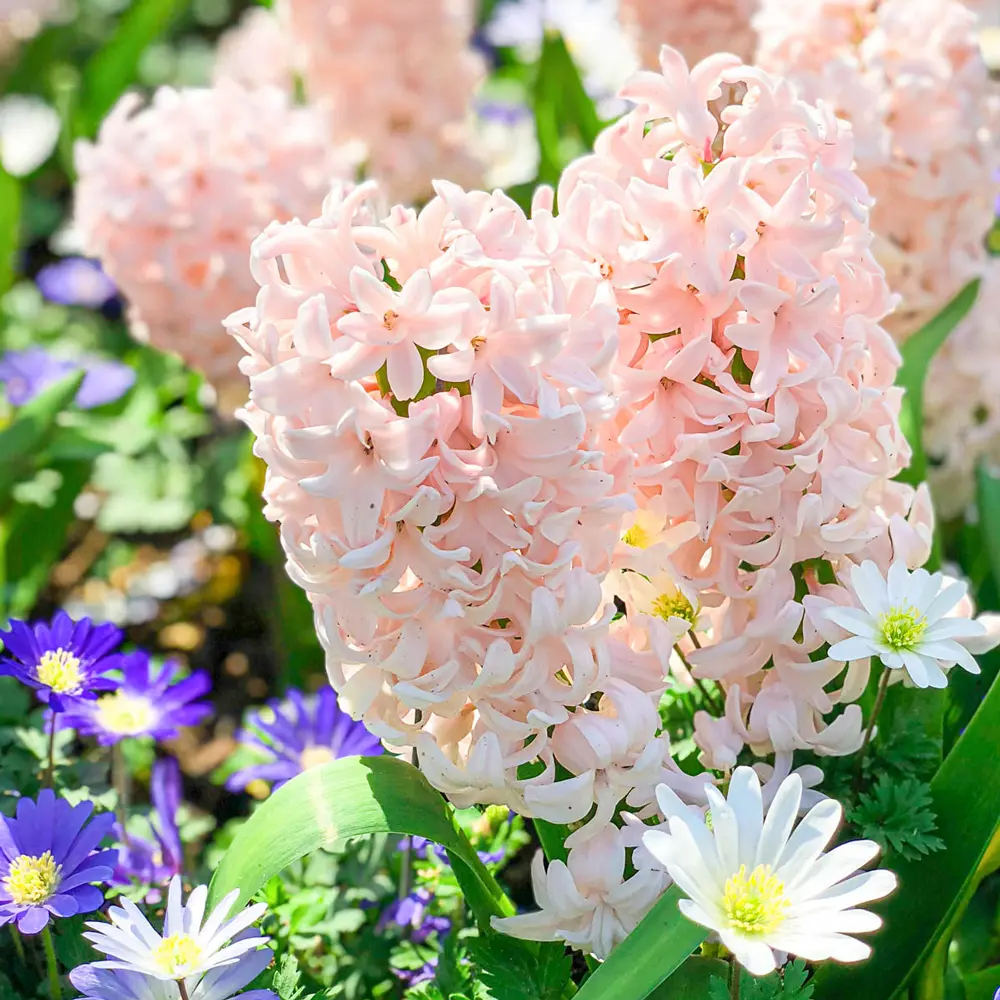 Hyacinth China Pink