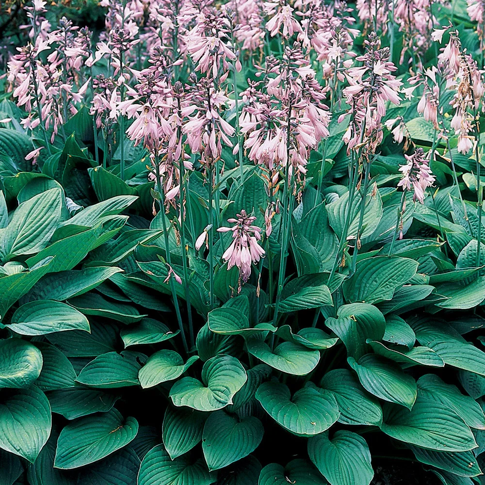 Hosta Hyacinthina