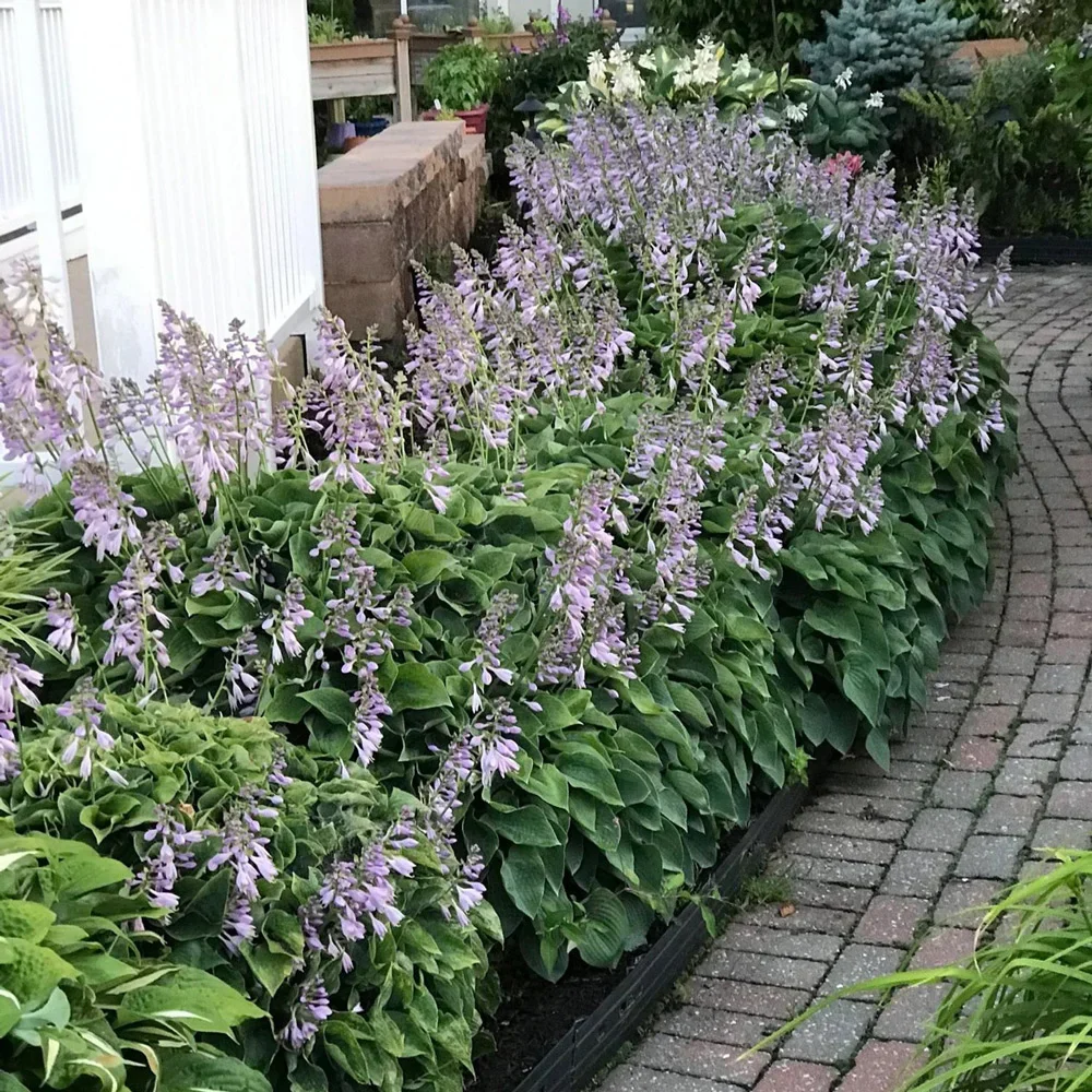 Hosta Hyacinthina - Image 2