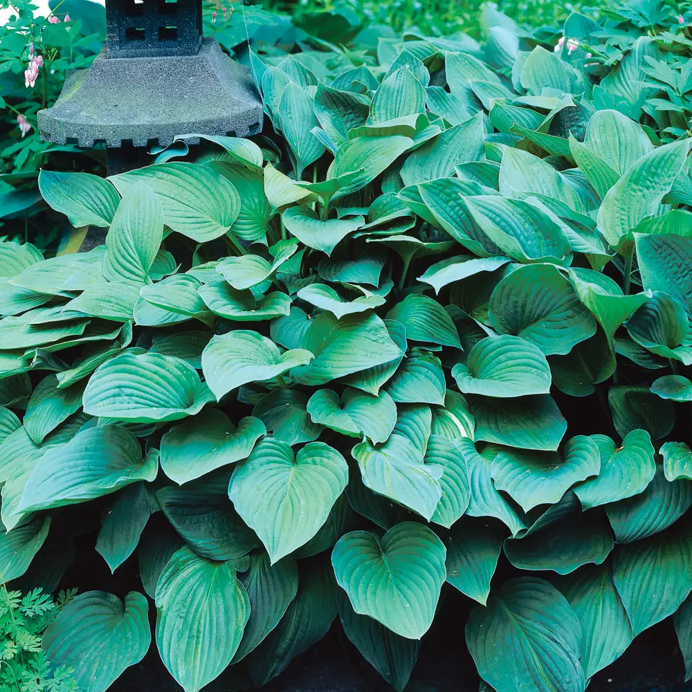 Hosta Hyacinthina - Image 3