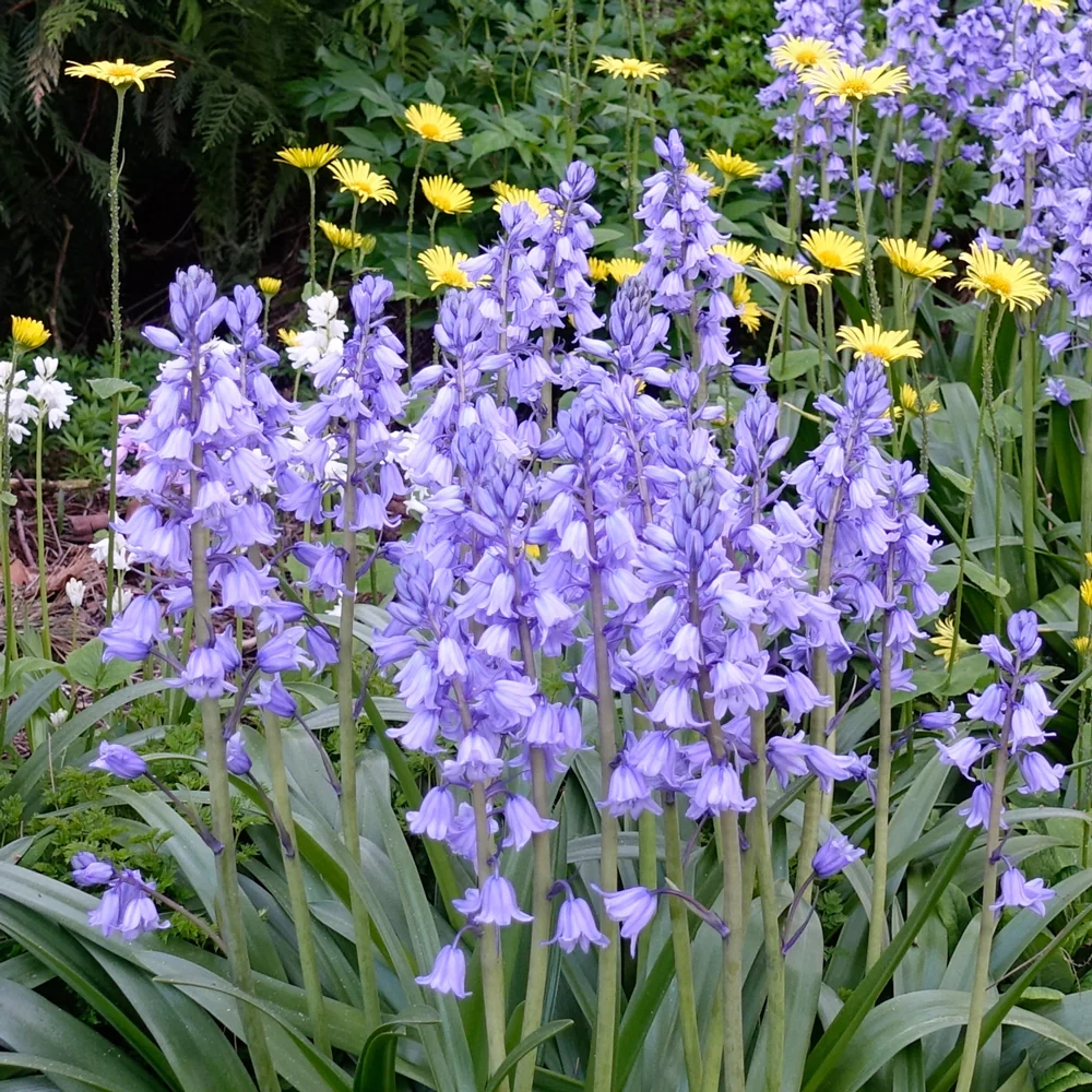 Hyacinthoides hispanica Excelsior - Image 5