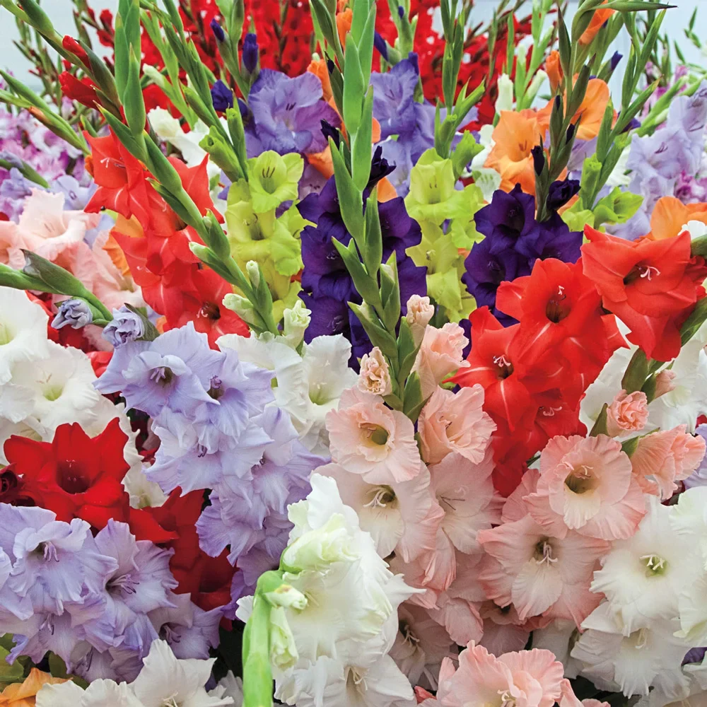Hybrid Gladiolus Mixture