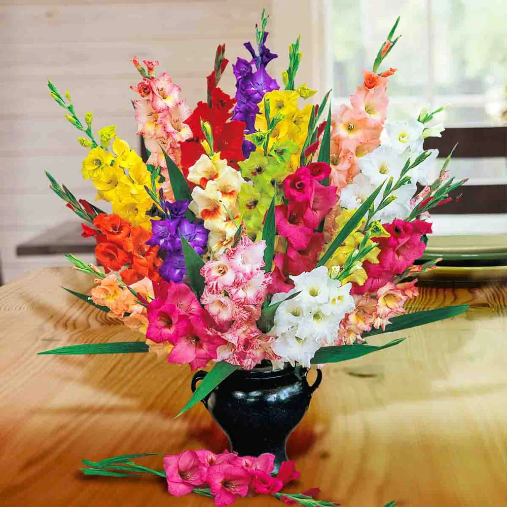 Hybrid Gladiolus Mixture - Image 5