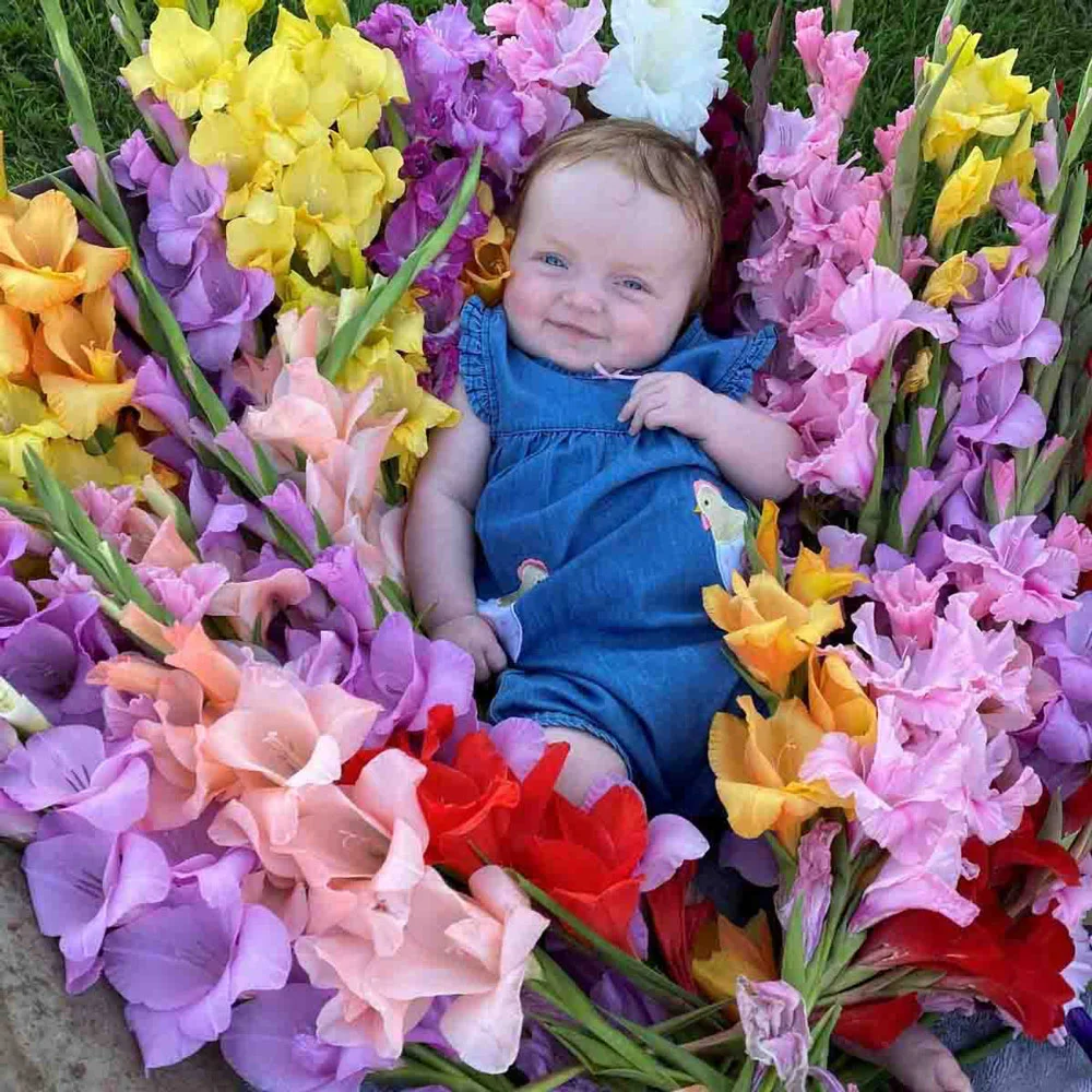 Hybrid Gladiolus Mixture - Image 6
