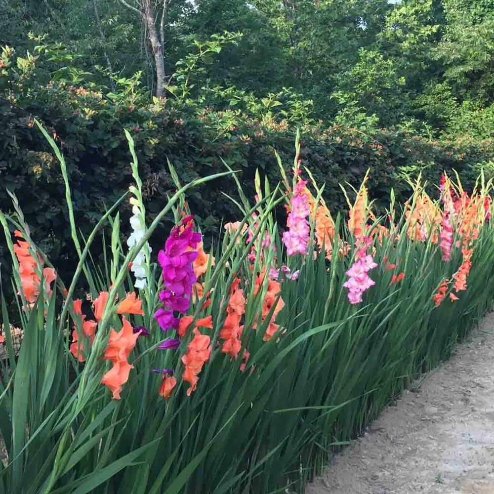Hybrid Gladiolus Mixture - Image 7