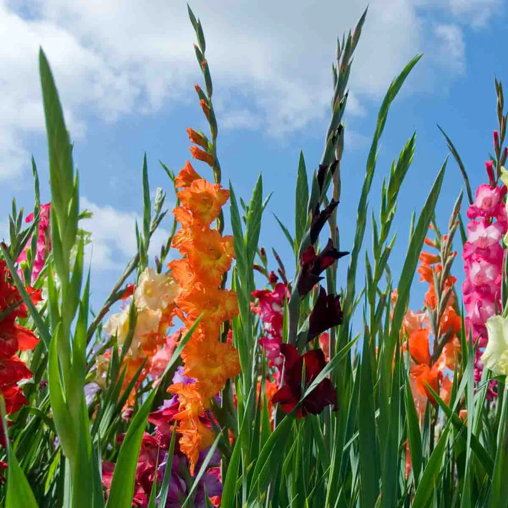 Hybrid Gladiolus Mixture - Image 8