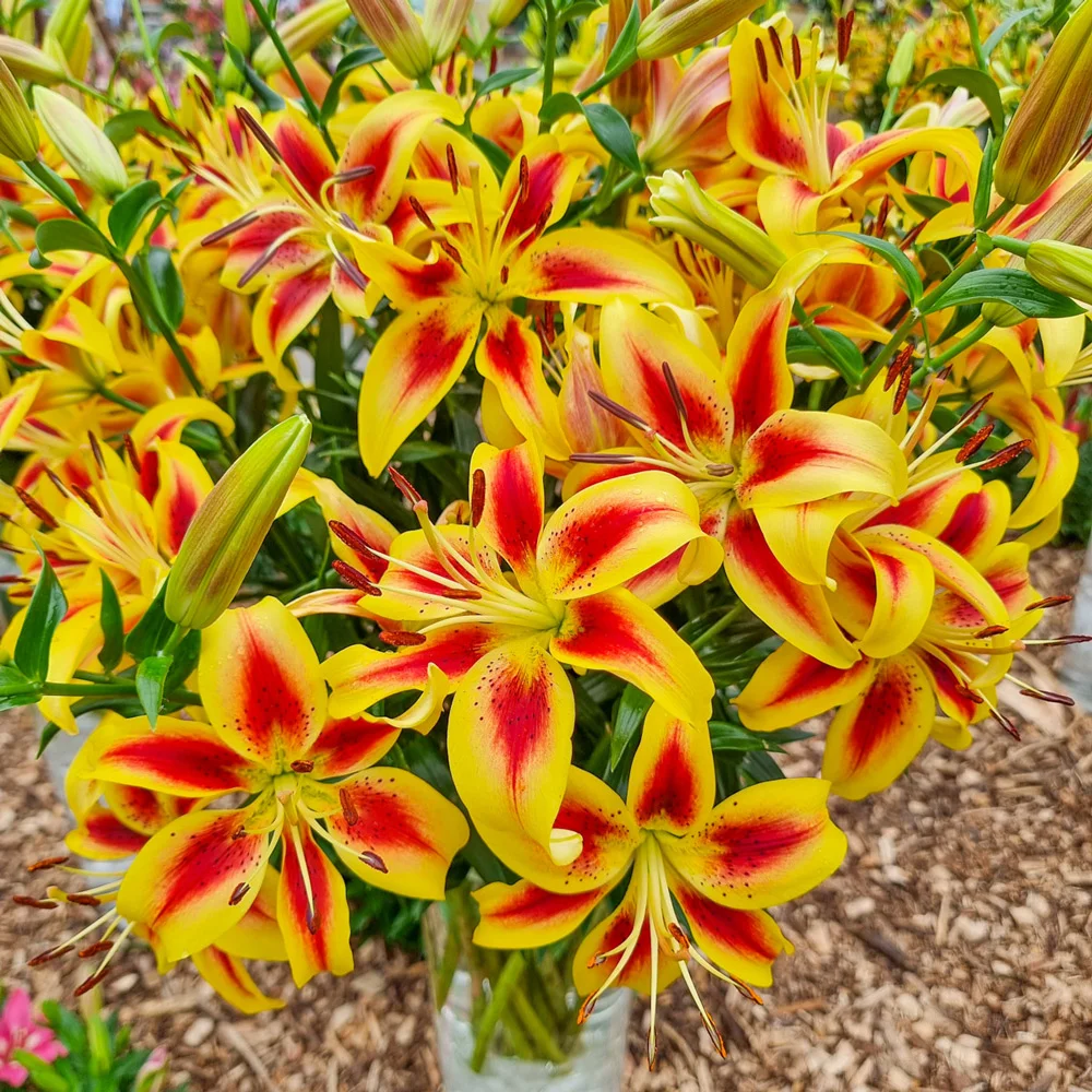 Hybrid Lily Viva La Vida