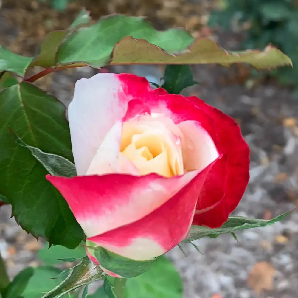 Hybrid Tea Rose Double Delight - Image 2