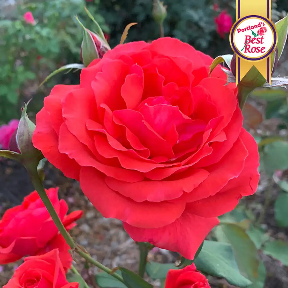 Hybrid Tea Rose Fragrant Cloud