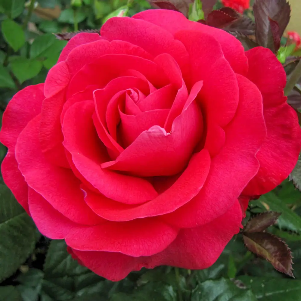 Hybrid Tea Rose Fragrant Cloud - Image 2