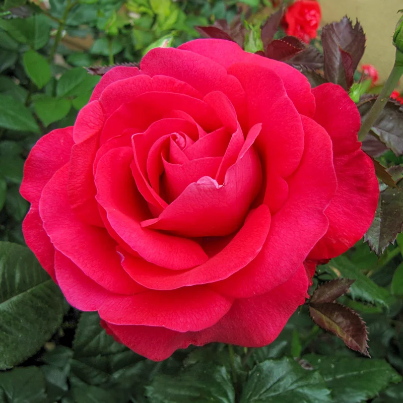 Hybrid Tea Rose In Love Again™