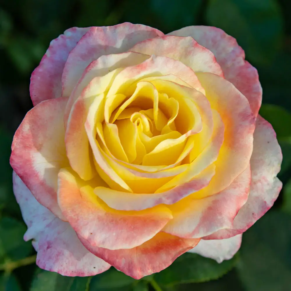 Hybrid Tea Rose Make Me Blush™ - Image 2