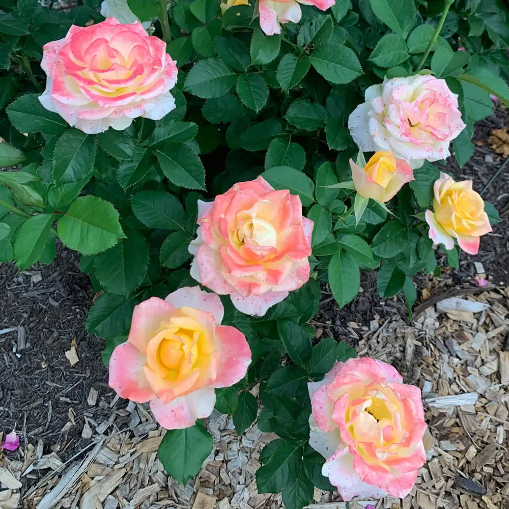 Hybrid Tea Rose Make Me Blush™ - Image 3