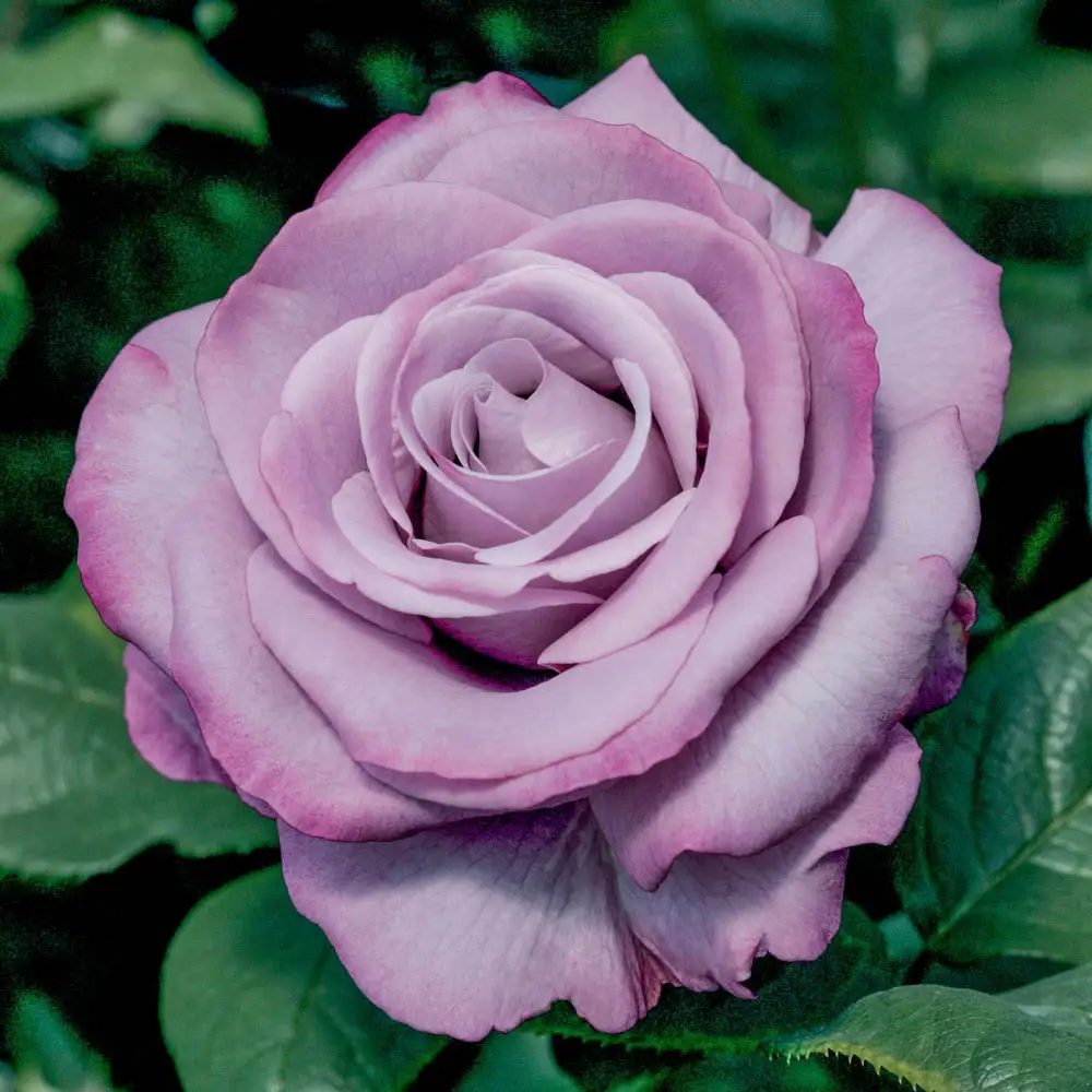 Hybrid Tea Rose Neptune™