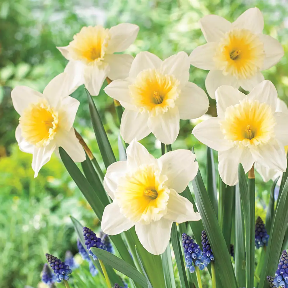 Large Cupped Daffodil Ice Follies