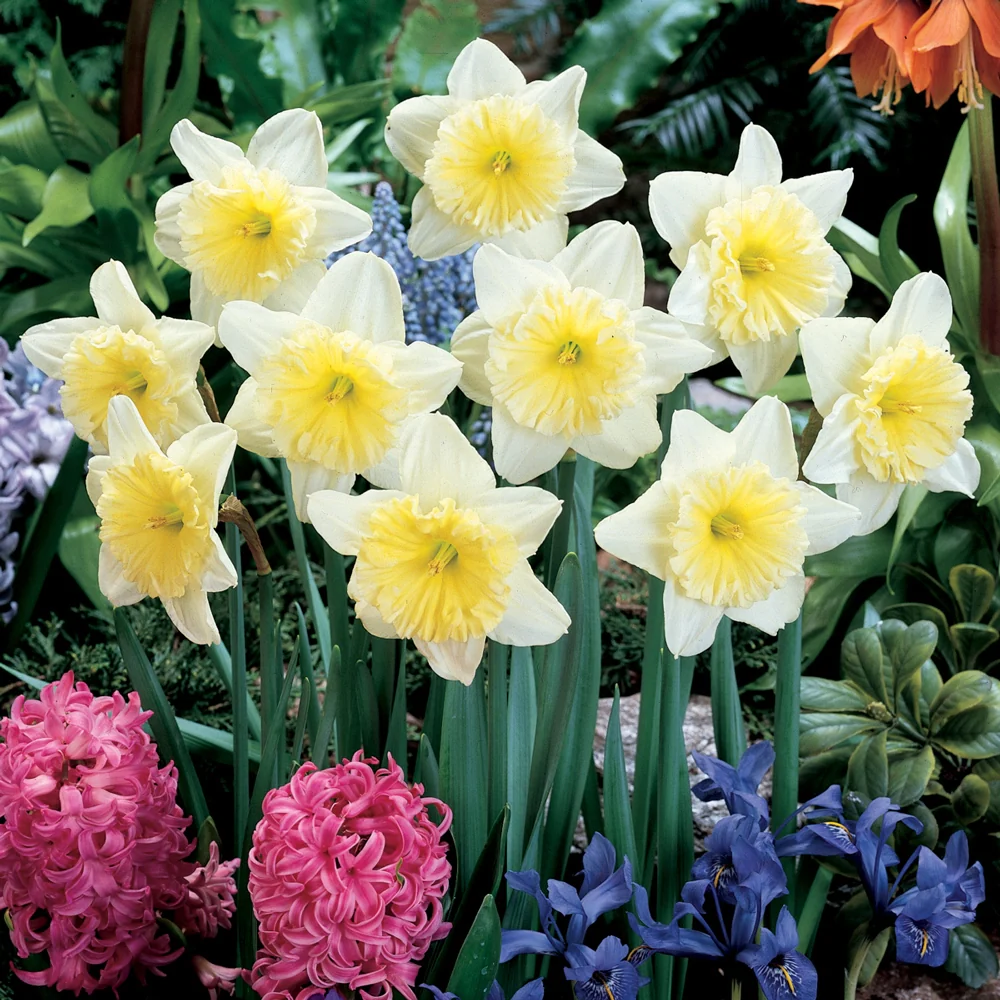 Large Cupped Daffodil Ice Follies - Image 5