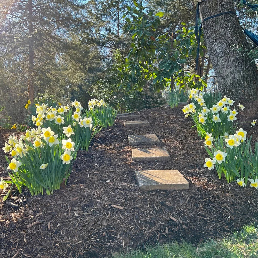 Large Cupped Daffodil Ice Follies - Image 6
