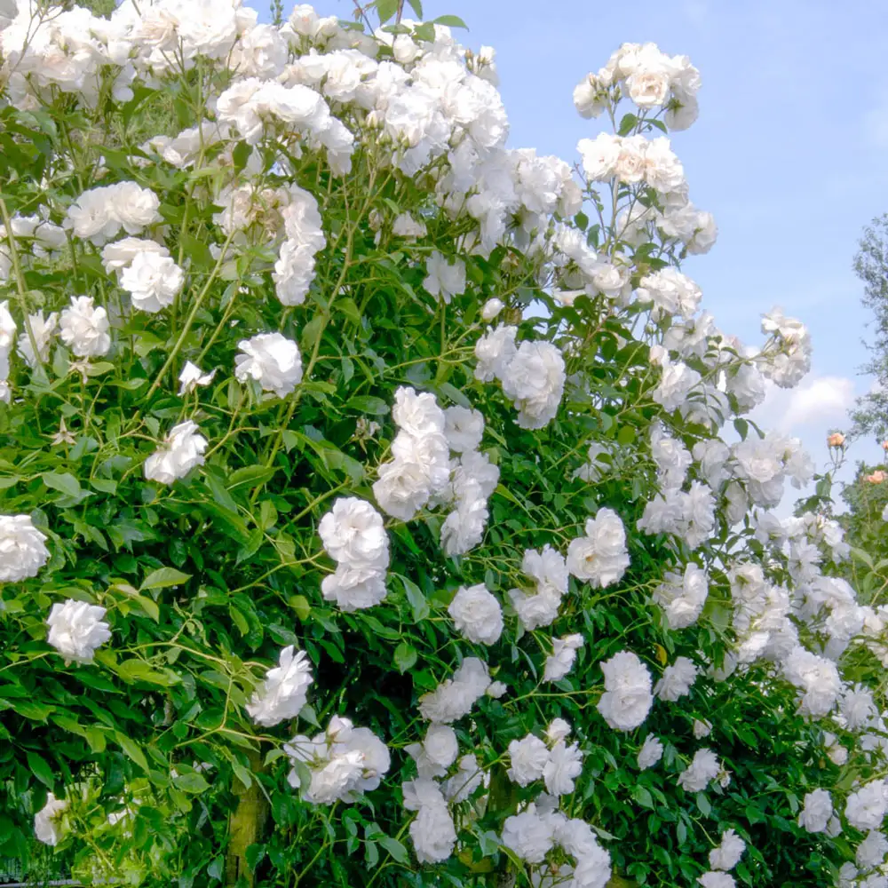 Iceberg Floribunda Rose