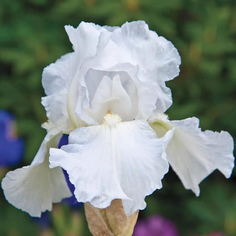 Reblooming German Iris Immortality