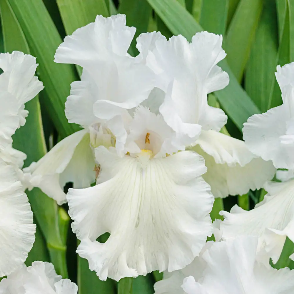 Reblooming German Iris Immortality - Image 2