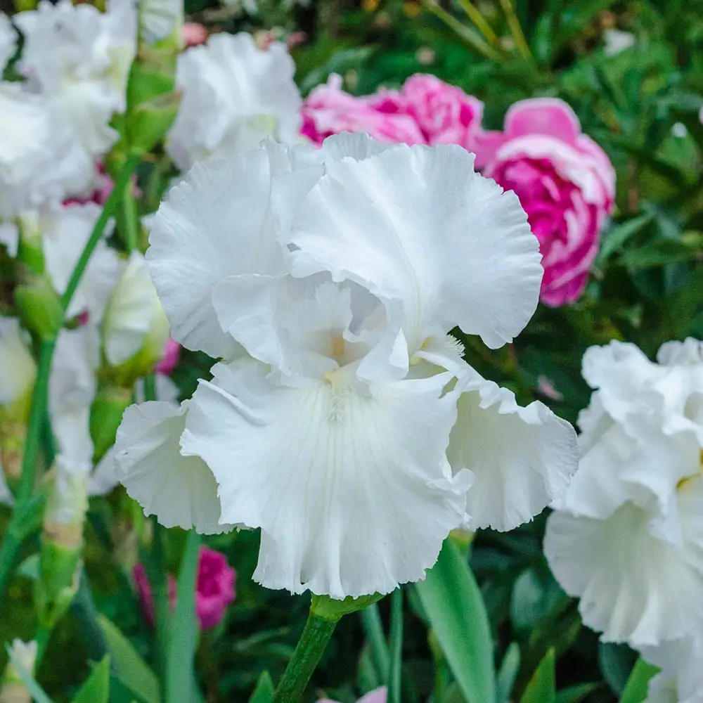 Reblooming German Iris Immortality - Image 3