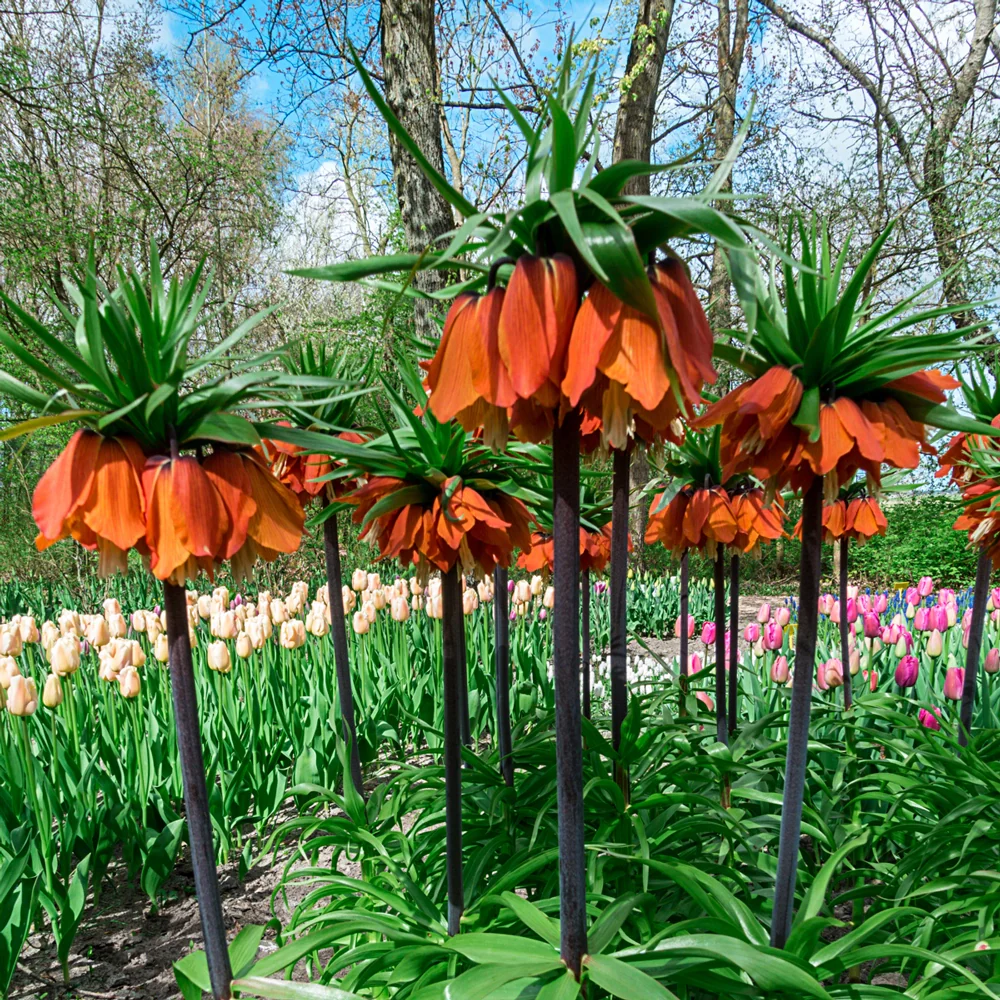 Red Crown Imperial - Image 2