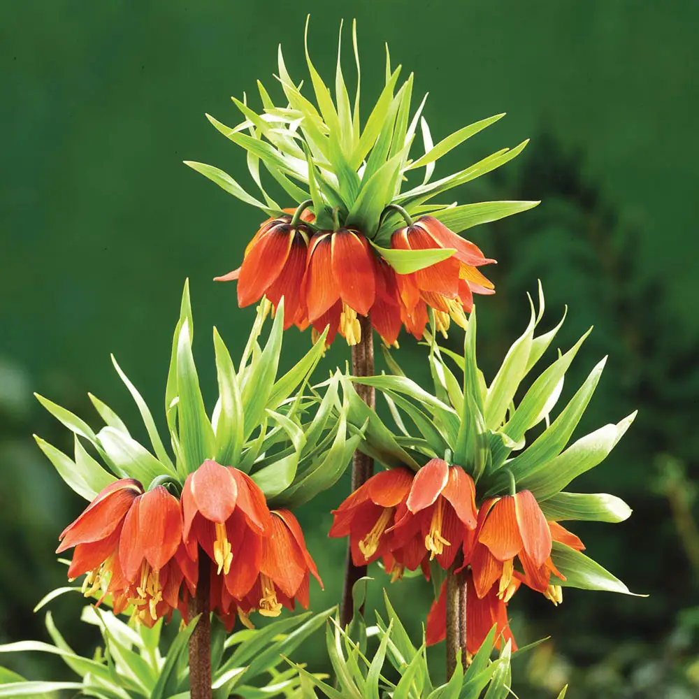Red Crown Imperial - Image 3