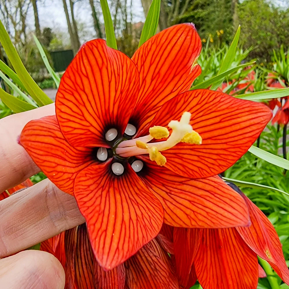Red Crown Imperial - Image 4