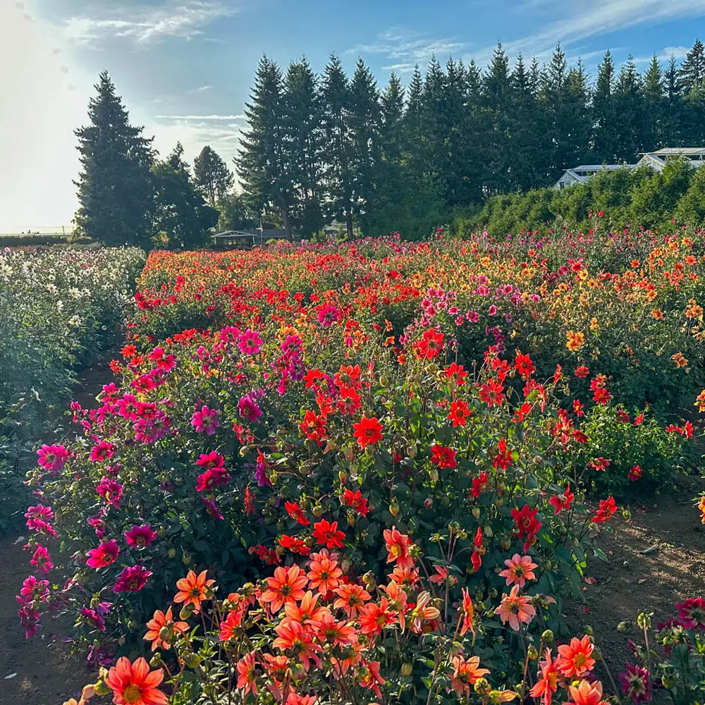 Improved Beeline Dahlia Mixture - Image 2