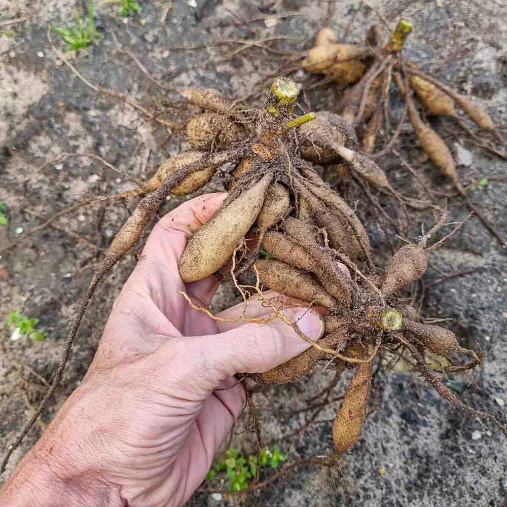 Improved Beeline Dahlia Mixture - Image 6