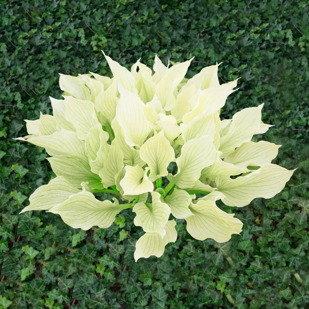 Improved White Feather Hosta