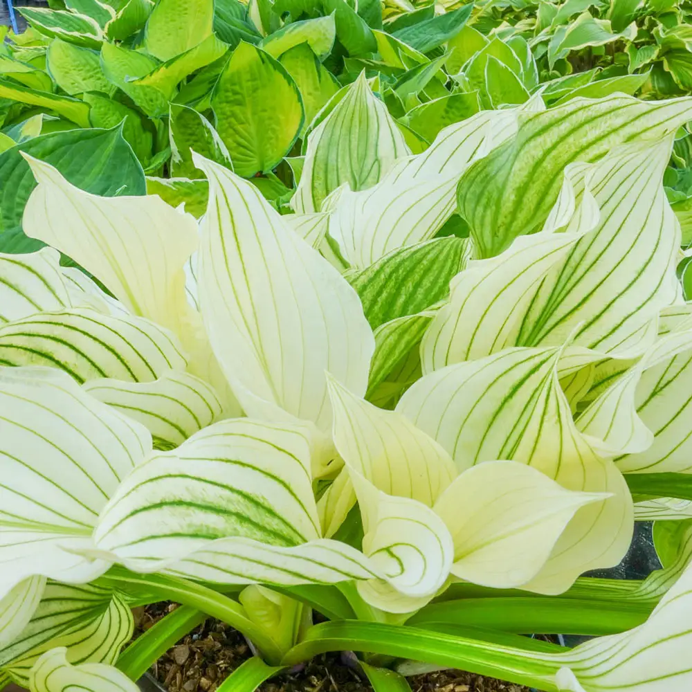Improved White Feather Hosta - Image 3
