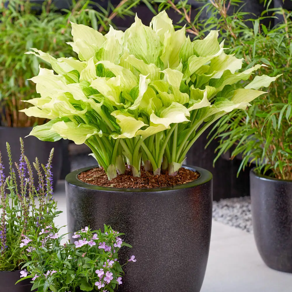 Improved White Feather Hosta - Image 4