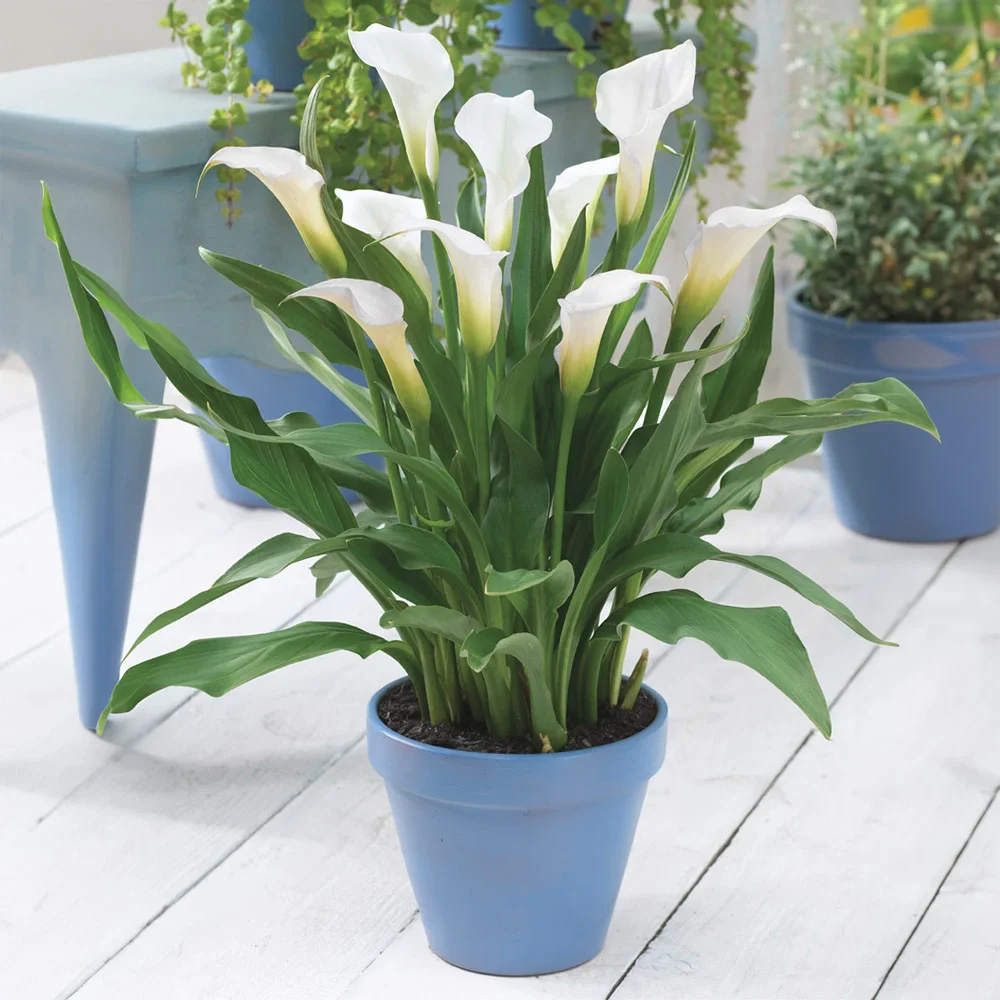 Free-Flowering Hybrid Calla Lily Intimate Ivory - Image 2